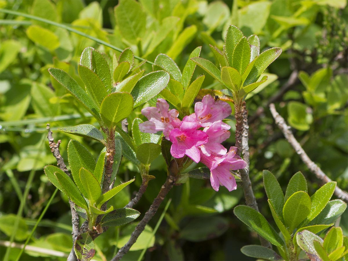 Rhododendron hirsutum